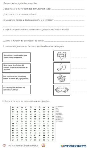 Actividades sistema digestivo