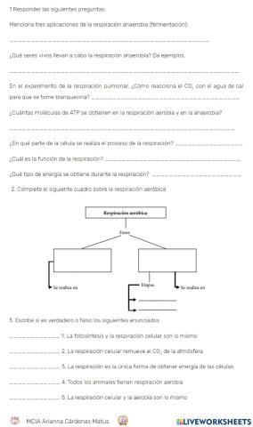 Actividades respiración