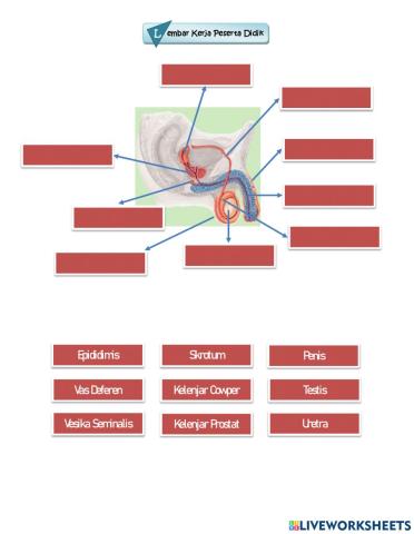 LKPD Struktur dan Fungsi Organ Reproduksi pada Laki-Laki dan Wanita