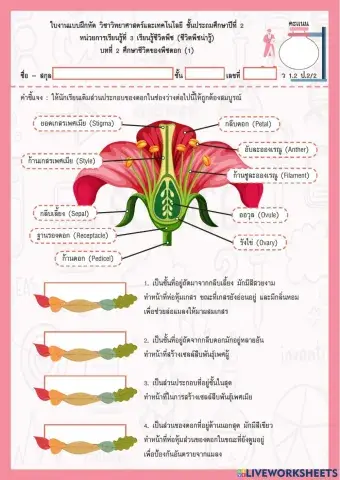 ศึกษาชีวิตพืชดอก ป.2