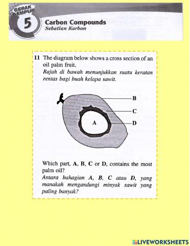 Sebatian Karbon (objektif 11-20)