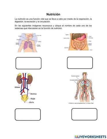 Funcion de nutrición