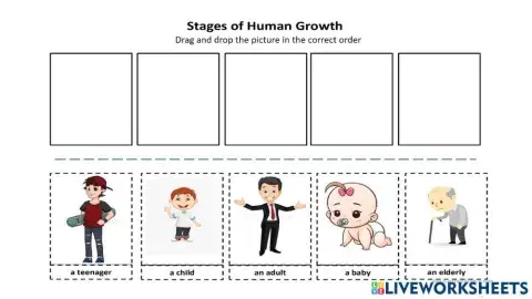 Stages of the human groth