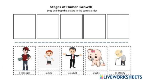 Stages of the human groth