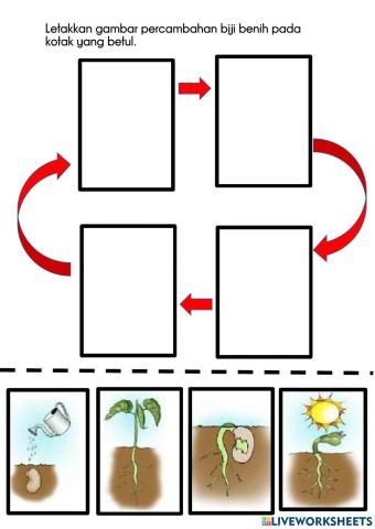 Percambahan biji benih