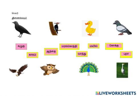 பறவைகளின் பெயர்