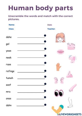 Word scrambles of human body parts