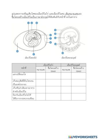 การเจริญเติบโตของไก่ & คน
