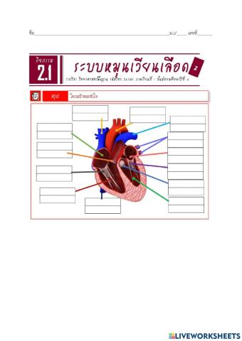 ระบบหมุนเวียนเลือด