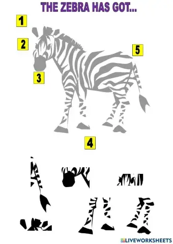 Parts of the body - animals