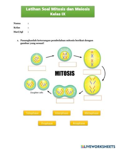 Pembelahan Mitosis dan Meiosis