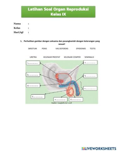 Organ reproduksi manusia