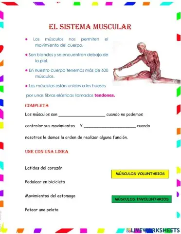 Sistema muscular