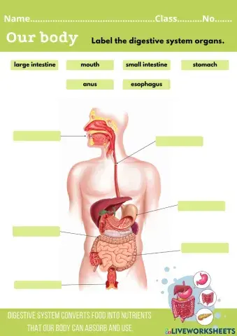 Digestive system