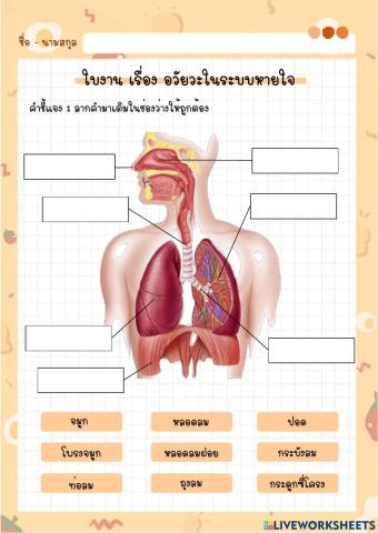 ใบงาน เรื่อง อวัยวะในระบบหายใจ