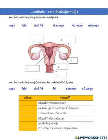 ระบบสืบพันธุ์เพศหญิง