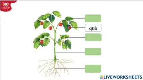 Cây và các bộ phận của cây