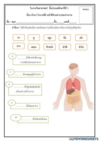 ใบงานที่ 8 อวัยวะต่าง ๆ ของร่างกาย