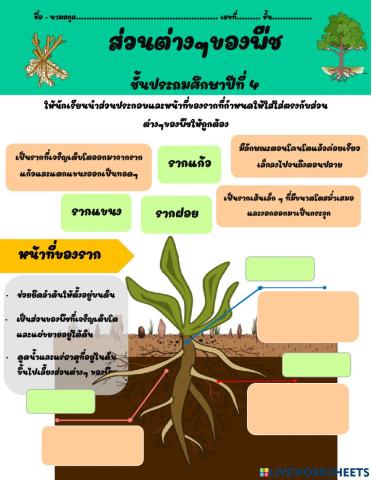 ส่วนประกอบของพืช เรื่อง ราก