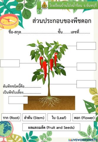ส่วนประกอบของพืชดอก