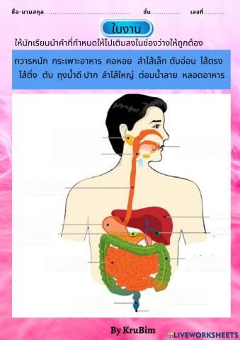 ระบบย่อยอาหาร