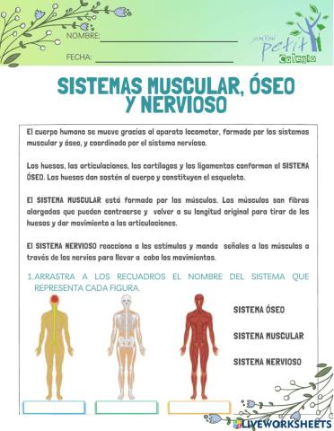 Sistemas muscular, óseo y nervioso