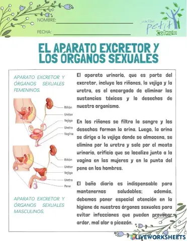 El aparato excretor y los órganos sexuales