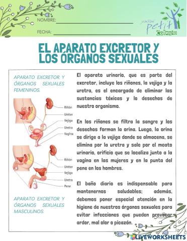 El aparato excretor y los órganos sexuales