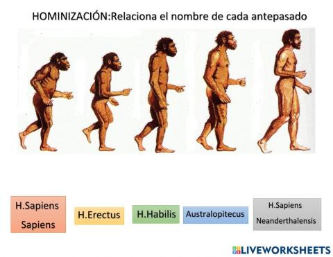 Hominizacion