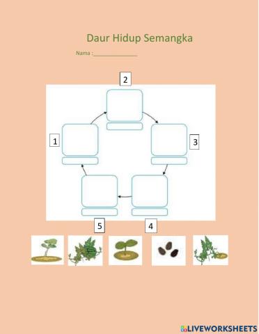 Ipa :daur hidup semangka