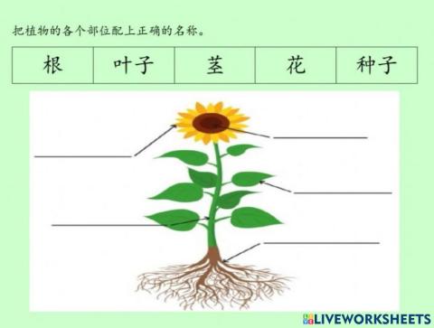 植物的身体部分