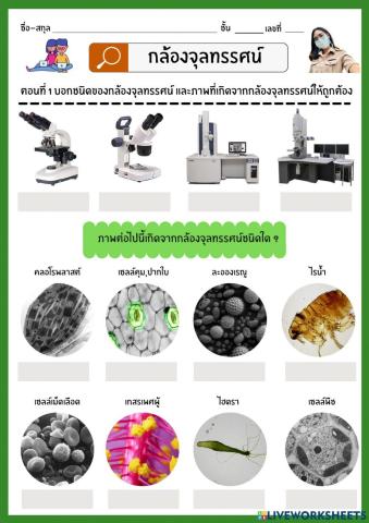 ใบงานกล้องจุลทรรศน์