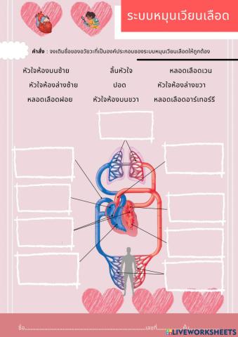ระบบหมุนเวียนเลือด