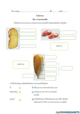 การงอกของเมล็ด