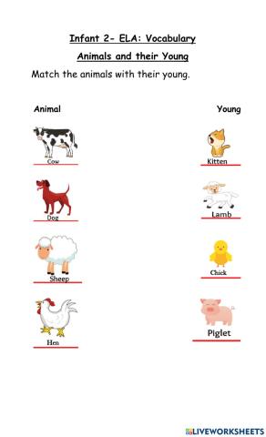 Animals and their Young