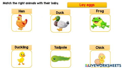 Lay eggs and give birth