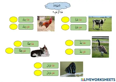 الحيوانات درجه 3