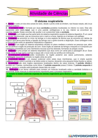 Ciências: O sistema respiratório