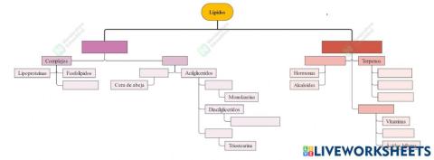 Clasificación de los Lípidos