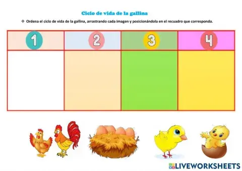 Ciclo de vida de la gallina