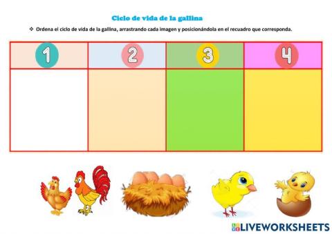 Ciclo de vida de la gallina