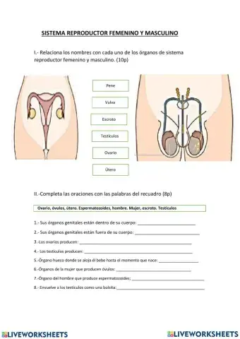 Sistema reproductor femenino y masculino