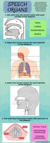 Speech Organs