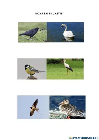 Koks tai paukštis?