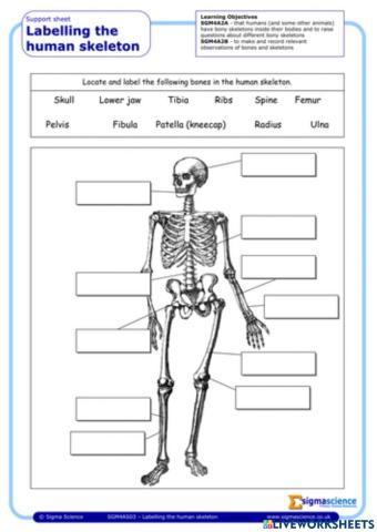 Scientfic names of bones