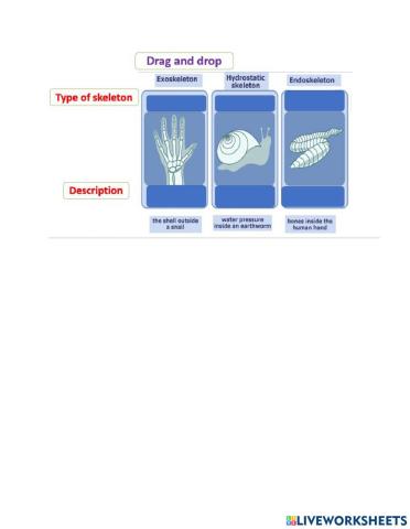 Types of skeletons