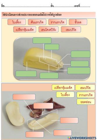 ส่วนประกอบของเมล็ด