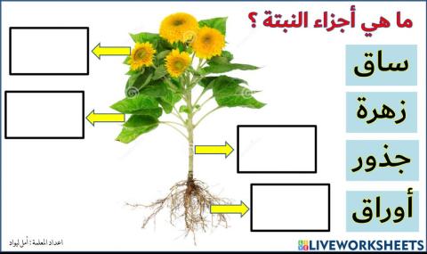 أجزاء النتبة