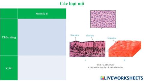 Phiếu bài tập mô