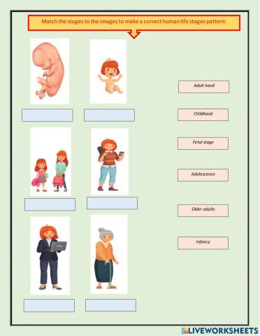 Human life stages